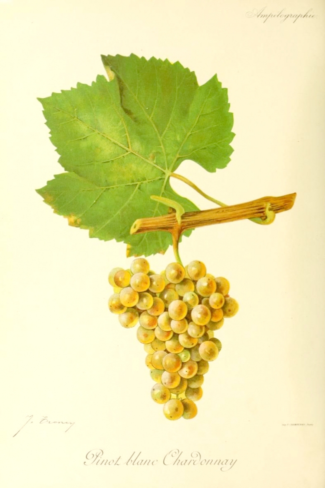 Champagne BOUCANT Emmanuel - 