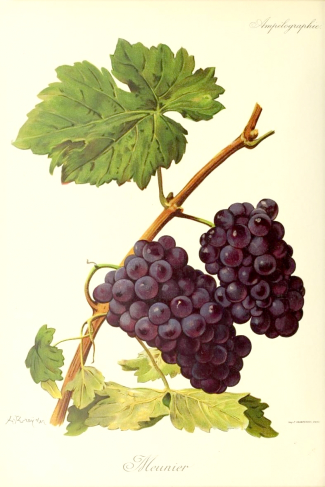 Champagne BOUCANT Emmanuel - 