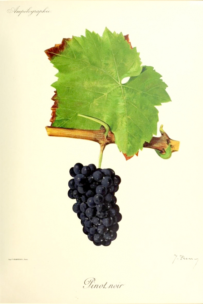 Champagne BOUCANT Emmanuel - 