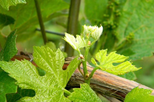 Champagne BOUCANT Emmanuel - 