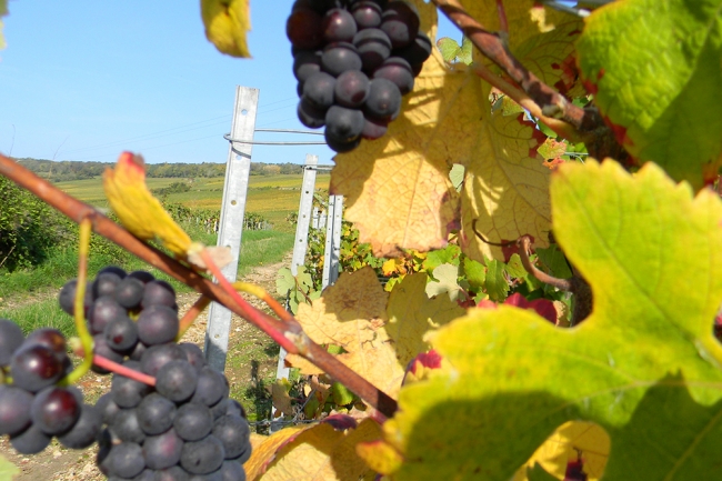 Champagne BOUCANT Emmanuel - 